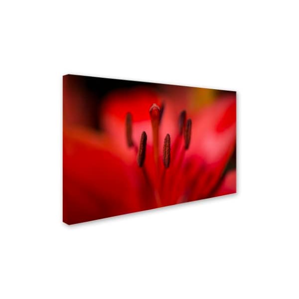 Kurt Shaffer 'Red Lily Pistils' Canvas Art,22x32